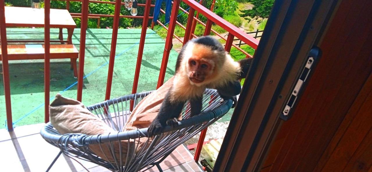 Monteverde Monkey Hostel Zewnętrze zdjęcie